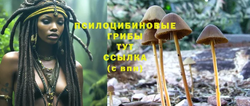 закладки  Великие Луки  Псилоцибиновые грибы Psilocybine cubensis 